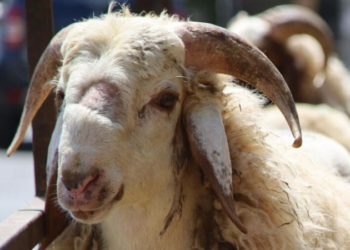 (ارتفاع مفزع)- هذا سعر علوش العيد..وهكذا سيكون “سوم” الكلغ الحي..!