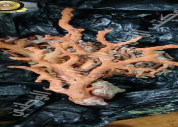 (بغرض تهريبه)- حجز كمية من مادة المرجان مخفية بأحد المنازل..!!