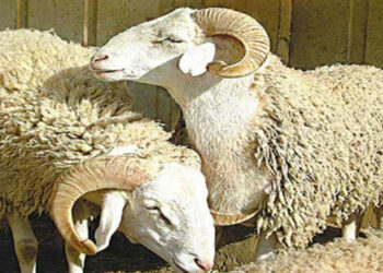 سعر “العلّوش” يصل الى 2000 دينار في هذه الولاية!!