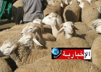 (هل تصل أَضحية العيد لـ” زوز ملايين” هذه السنة ؟)-رئيس النقابة التونسية للفلاحين يجيب…
