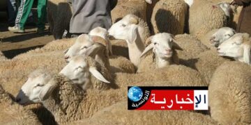 (هل تصل أَضحية العيد لـ” زوز ملايين” هذه السنة ؟)-رئيس النقابة التونسية للفلاحين يجيب…