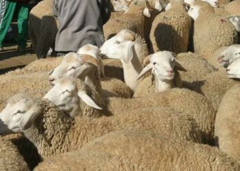 لطفي الرياحي: “الحل الغاء شراء أضاحي العيد..”