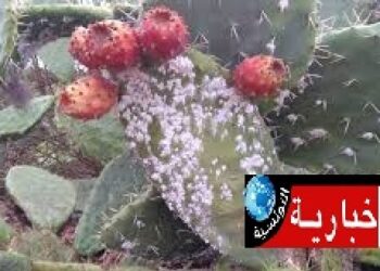 الحشرة القرمزية تهدد عاملات الفلاحة ..