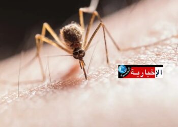 4 ألوان “تجذب” البعوض.. لا ترتديها في الصيف..