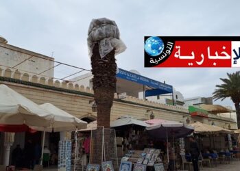 انتشار سوس النخيل في نابل.. عضو المجلس المحلي للتنمية يحذر