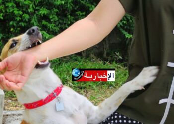 3 حلول لمكافحة داء الكلب ..وهذه التفاصيل..