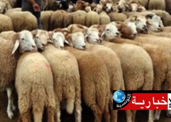 ستضطر للتزوّد من ولايات أخرى: عدد الأضاحي بهذه الولاية لا يلبّي حاجياتها