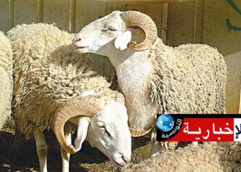 أسعار أضاحي العيد بهذه الولاية..