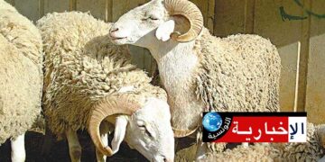 أسعار أضاحي العيد بهذه الولاية..