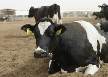 (ظهور بؤر لمرض الجلد العقدي)-اتحاد الفلاحة يُحذّر ويدعو إلى اتخاذ الاحتياطات اللازمة..