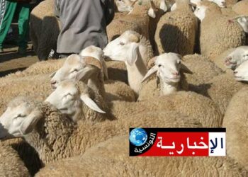 (بشرى سارة)- مبادرة بهذه المنطقة لتخفيض أسعار أضاحي العيد..