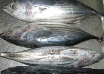 (أثار الجدل)- مسؤول بوزارة الفلاحة يكشف أسباب تصدير التن الأحمر