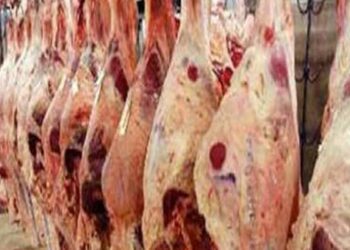 تراجع ملحوظ لأسعار لحوم “العلوش” بالمساحات التجارية ومحلات القصابين..