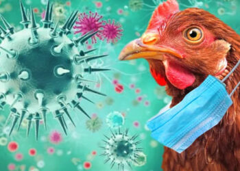 اكتشاف سلالة شديدة العدوى من فيروس إنفلونزا الطيور في هذه الدولة..