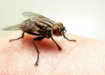 مكوّن شائع في المطبخ يخلّصك من الذباب