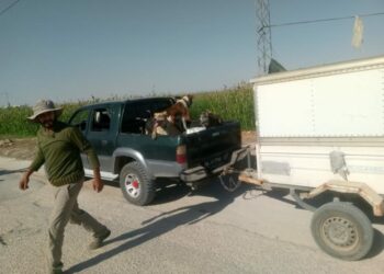 (أضرّت بصابة الدرع)-حملة لقنص الخنازير البرية في هذه الجهة