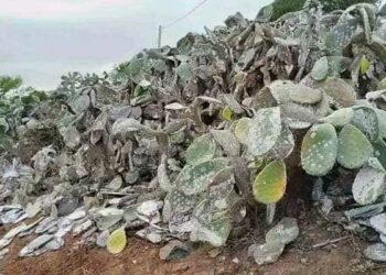 القضاء على ثلاث بؤر للحشرة القرمزية بهذه المنطقة واتخاذ جملة من الإجراءات..