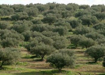 وزارة الفلاحة تعلن مداواة اكثر من مليون 150 الف شجرة زيتون ضد الذبابة الضارة