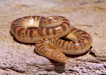 طردوه من المستشفى فوضع ثعبان في قسم الانعاش..!!