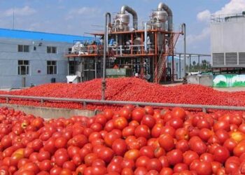 كان سيتم تحويلها بالمصانع: حجز اكثر من 16 طنا من الطماطم المتعفنة!!