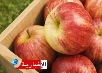 (رغم تراجعه بسبب الجليدة)-القصرين الأولى وطنيا في إنتاج التفاح..