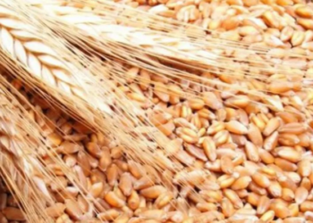 ديوان الحبوب يعلن عن طرح مناقصة دولية لشراء نحو 75 ألف طن من القمح اللّين