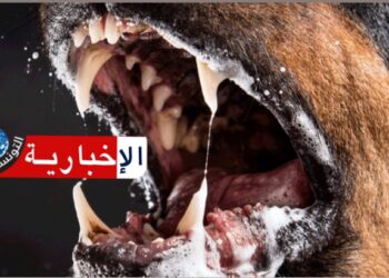 6 وفيات بداء الكلب في ستة أشهر..عميد البياطرة يدق ناقوس الخطر