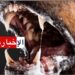 6 وفيات بداء الكلب في ستة أشهر..عميد البياطرة يدق ناقوس الخطر