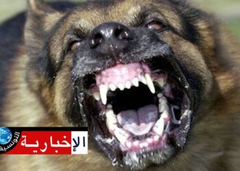 تركيز وحدة تصدي ومكافحة لداء الكلب بقسم الاستعجالي بمعهد القصاب