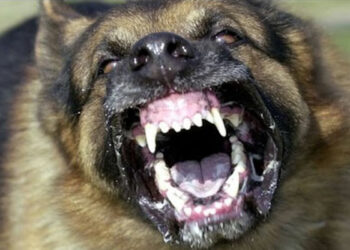 (داء الكلب)-وزارة الصحة توجه نداء هام للمواطنين..