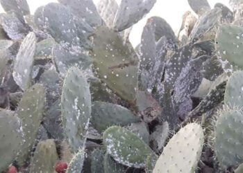 اكتشاف بؤرة جديدة للحشرة القرمزية في هذه الولاية