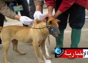 تلقيح 5 آلاف حيوان ضد داء الكلب في هذه الولاية..