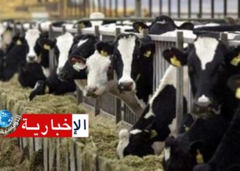 بعد تسجيل اول إصابة: تونس تعد لشراء لقاح مرض الجلدي العقدي لدى الأبقار