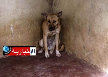 46 حيوانا مصاب بداء الكلب في هذه الولاية..