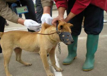 تلقيح نحو 3 آلاف كلب وقطّ بهذه الولاية..