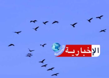 4 أصناف من الطيور في تونس مهدّدة بالانقراض