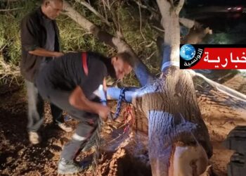 ( بسبب الأمطار)- سقوط أعمدة كهربائية وعدد من الأشجار في هذه الولاية..