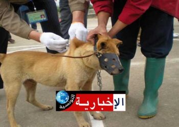 وزير الصحة يؤكد على ضرورة برمجة إعادة تصنيع لقاح داء الكلب