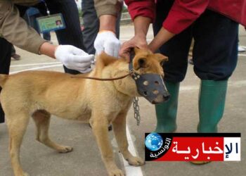 وزارة الفلاحة تفجرها وتكشف: “277 بؤرة بداء الكلب والوضعية حرجة”..