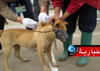 تنبيه للمواطنين بخصوص داء الكلب: توجهوا الى أقرب مركز صحي في هذه الحالات..