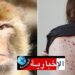 المغرب يسجّل أول إصابة بجدري القرود…