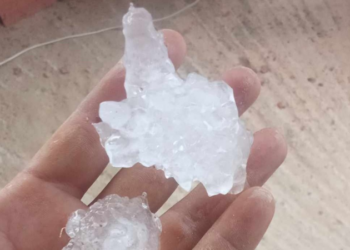 تساقط “التبروري” بأحجام كبيرة في هذه الولاية..