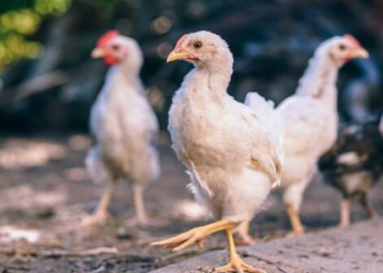 بداية من الجمعة.. سعر جديد لبيع للدجاج الحي