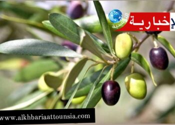تقديرات بإنتاج 310 آلاف طن من الزيتون في هذه الولاية