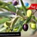 تقديرات بإنتاج 310 آلاف طن من الزيتون في هذه الولاية