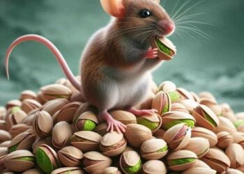 (مسؤول في هنشير الشعال يثير الجدل )-”2 طن فستق كلاهم الفأر