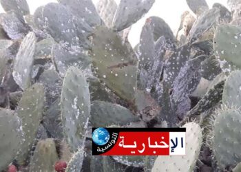 42 بؤرة للحشرة القرمزية في هذه الولاية..