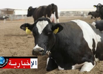 رصد بؤرتين لمرض الجلد العقدي لدى الأبقار بهذه الولاية..