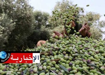 توقف جني الزيتون بأغلب ولايات الجمهورية..