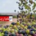 اثر جلسة عمل: هذا ما تم الاتفاق عليه لانجاح موسم جني الزيتون..